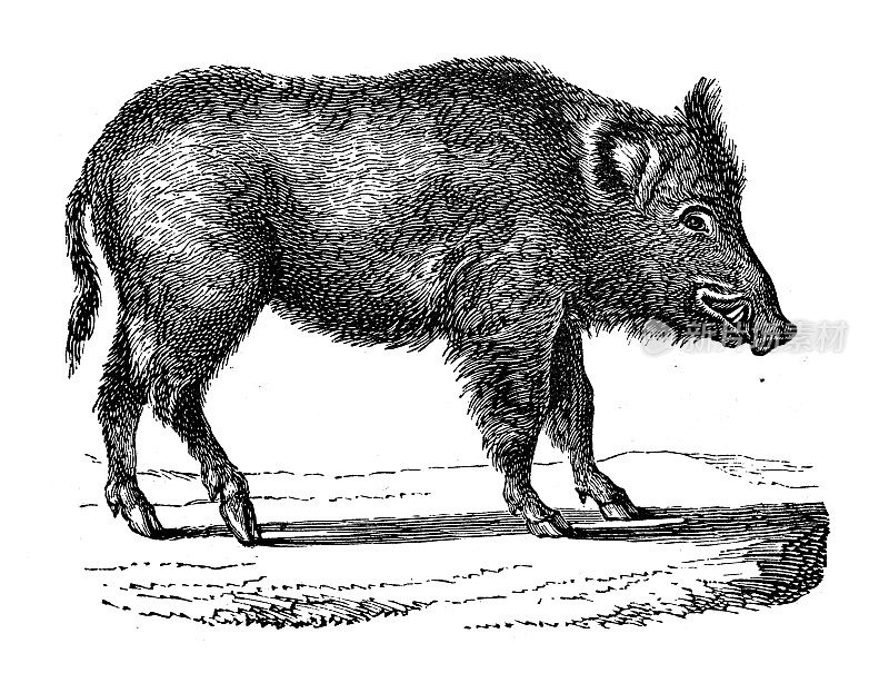 古董动物插画:野猪(Sus scrofa)